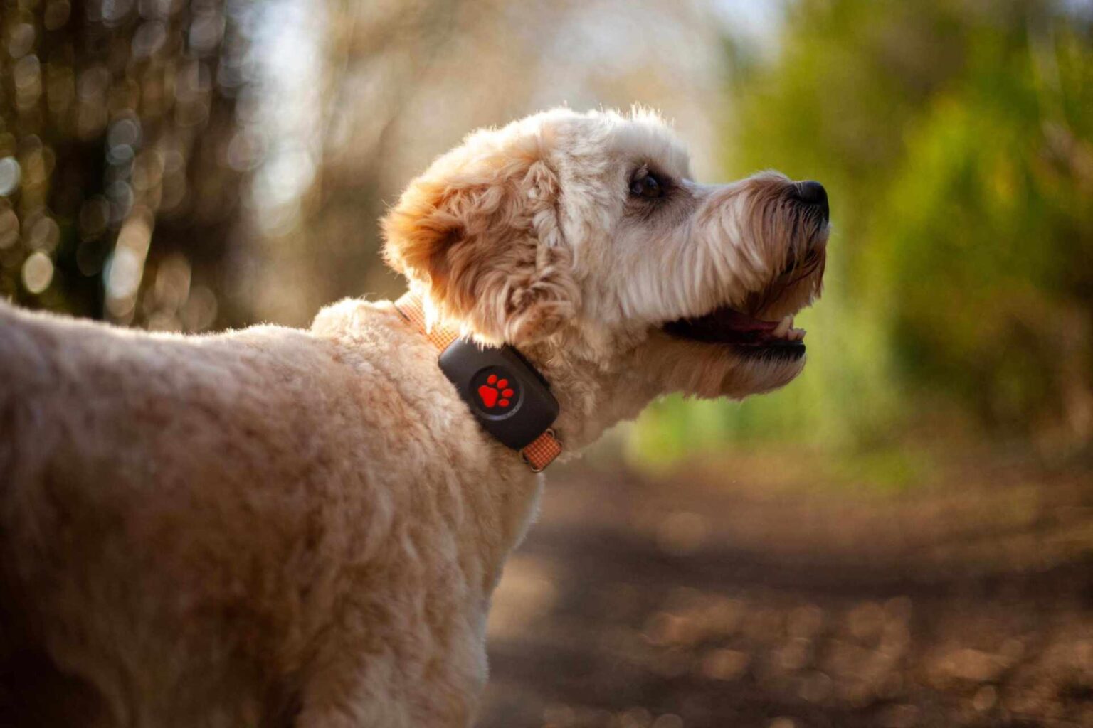 Peut-on obtenir un implant GPS ou une puce électronique pour les chiens ?